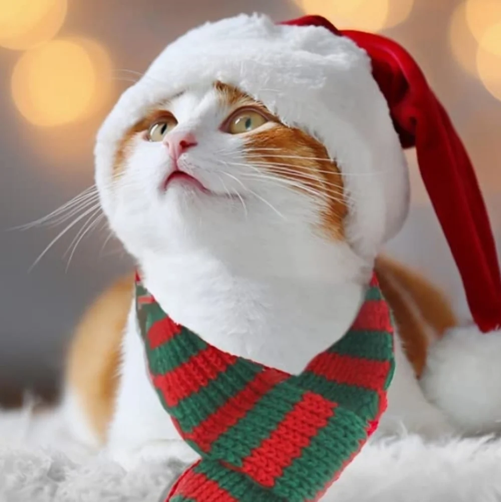 Cat Santa Hat with Red and Green Striped Scarf with a Pom Pom Size S